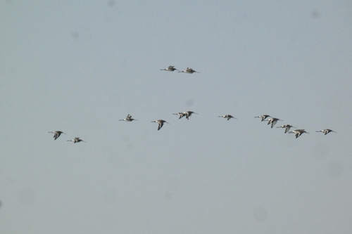 Black-tailed Godwit