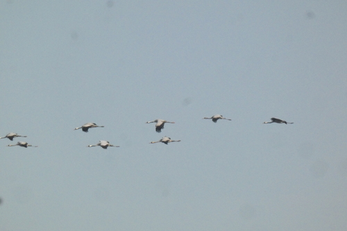 Common Crane