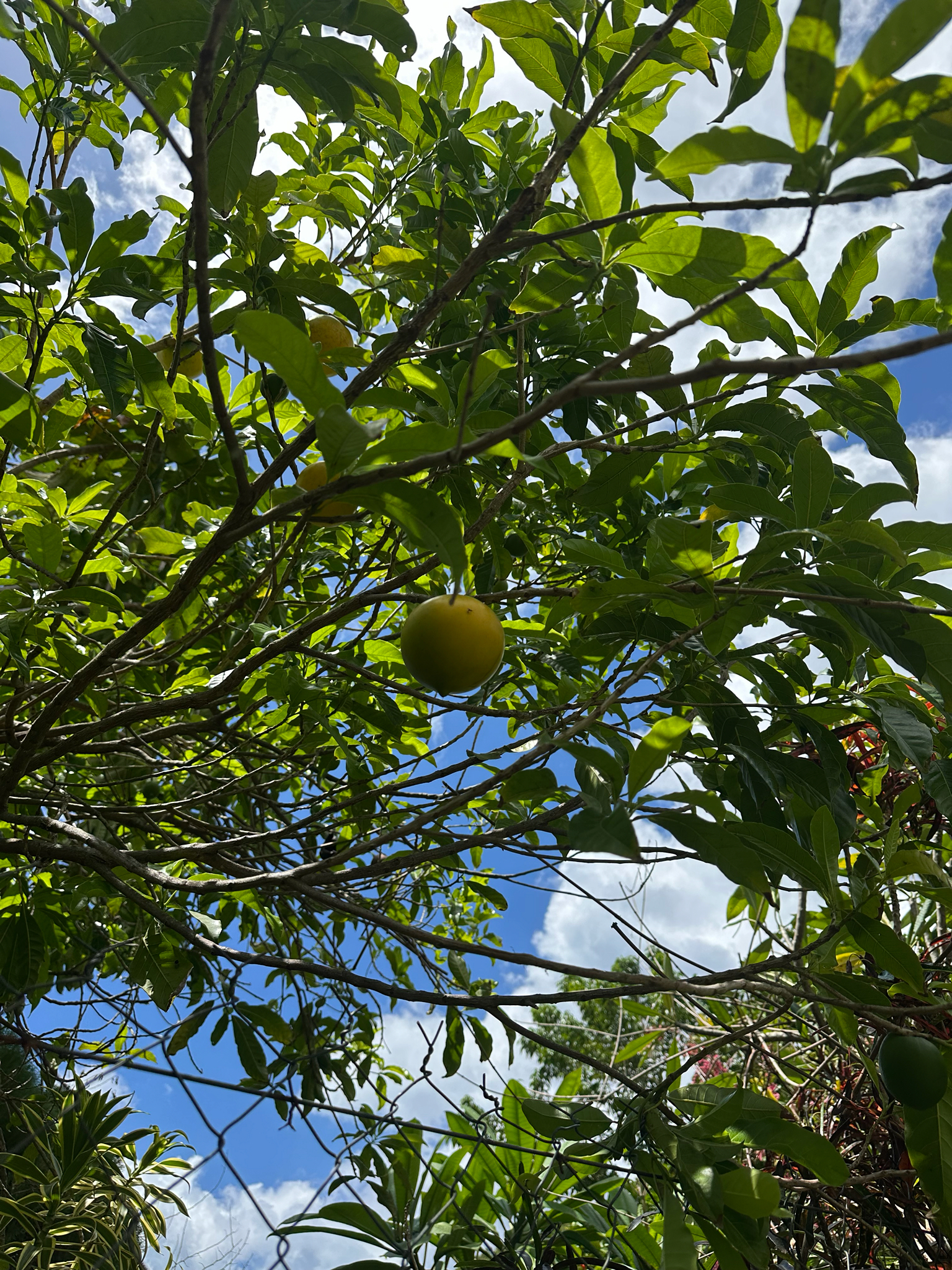Abiu (Pouteria caimito)