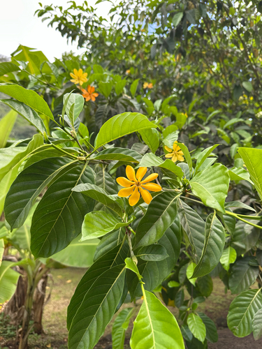 Gardenia Tahitensis (Gardenia taitensis)