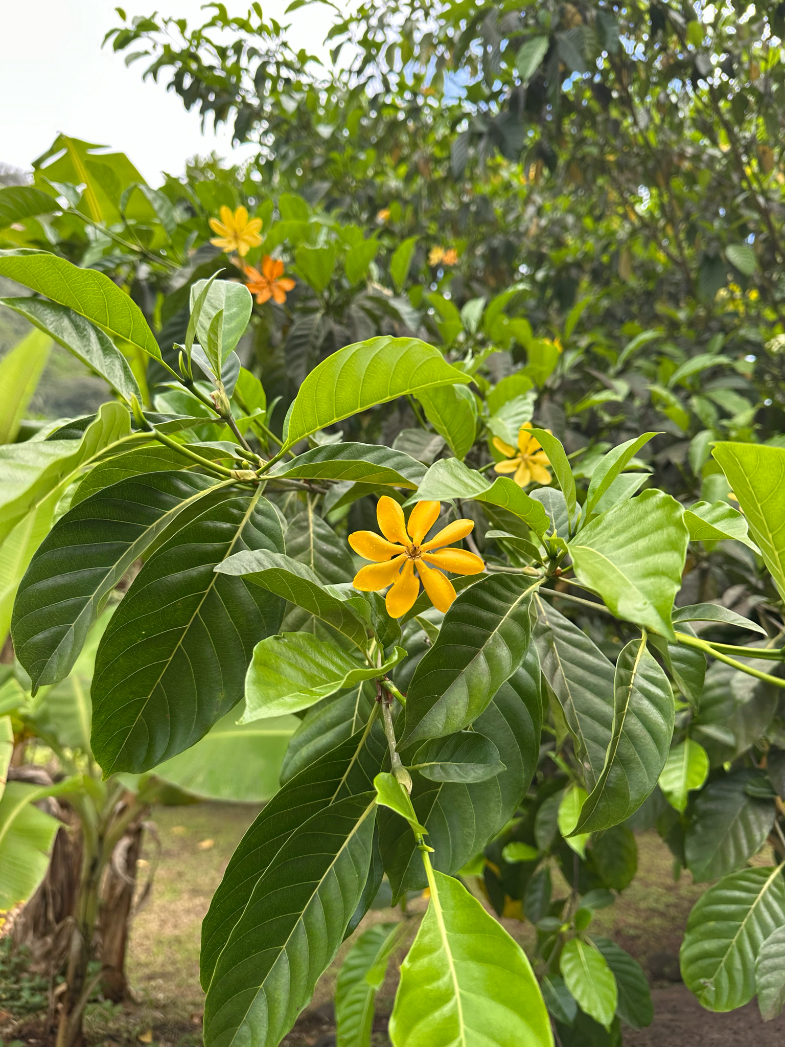 Gardenia Tahitensis (Gardenia taitensis)