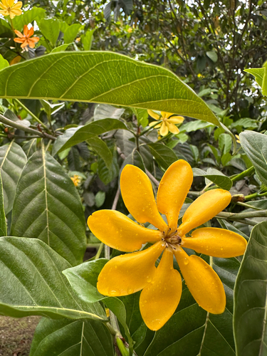 Gardenia taitensis