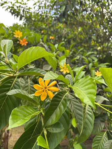 Gardenia taitensis