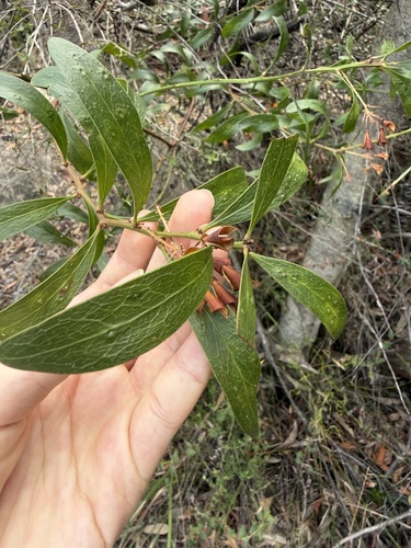 Daviesia corymbosa, photograph 4