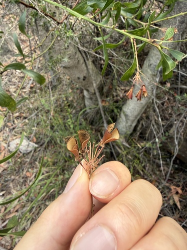 narrow leaf bitter pea (Daviesia corymbosa)
