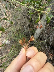 Daviesia corymbosa, photograph (c) Toby Jin, some rights reserved (CC BY)