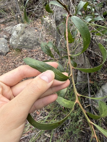 Daviesia corymbosa, photograph 3