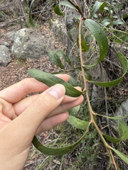 Daviesia corymbosa, photograph (c) Toby Jin, some rights reserved (CC BY)