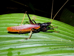 Eumacroxiphus diabolicus