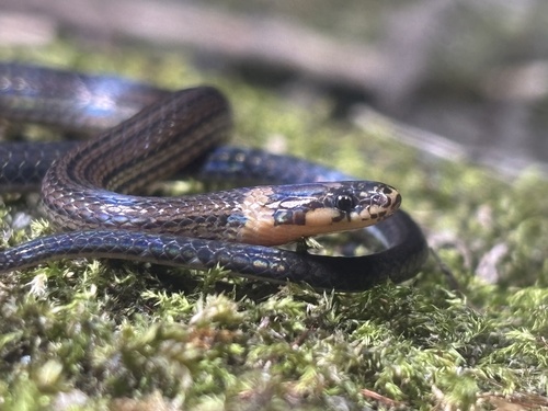 Cope's Tropical Ground Snake