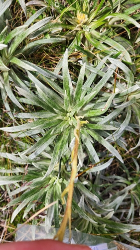 Celmisia viscosa, photograph 6