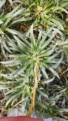 Celmisia viscosa, photograph author not stated, no rights reserved