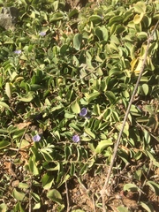 Evolvulus convolvuloides