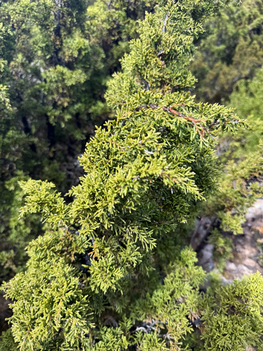 Diselma archeri observed 2026-01-30