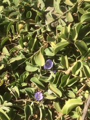 Evolvulus convolvuloides