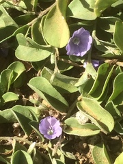 Evolvulus convolvuloides