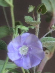 Evolvulus convolvuloides