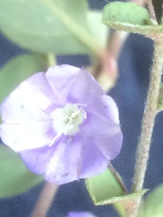 Evolvulus convolvuloides