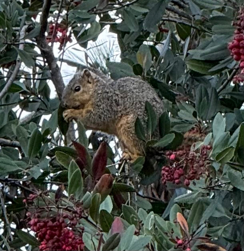 iNaturalist observation photo of Eastern Fox Squirrel