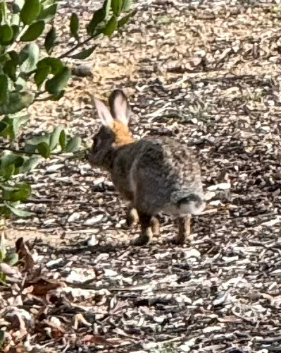 iNaturalist observation photo of Desert Cottontail