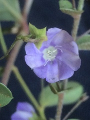 Evolvulus convolvuloides