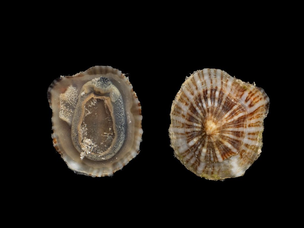 Say's False Limpet