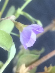 Evolvulus convolvuloides