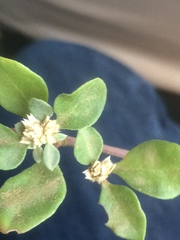 Evolvulus convolvuloides