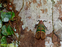 Scamandra rosea