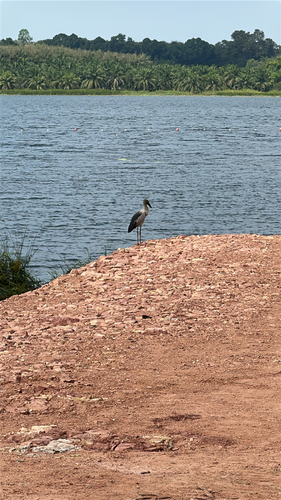 Asian Openbill