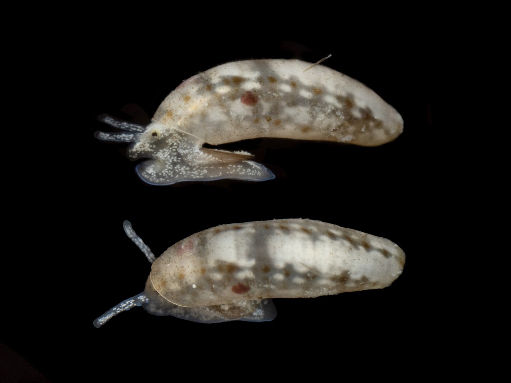 Little Horn Caecum
