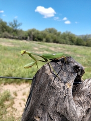 Stagmatoptera hyaloptera