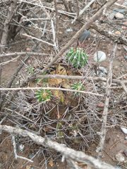 Echinopsis leucantha