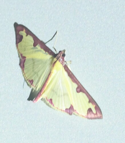 Purple-edged Pearl
