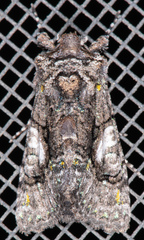 Behrensia conchiformis