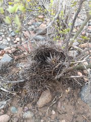 Echinopsis leucantha