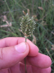 Eleusine tristachya