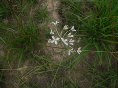 Kohautia amatymbica