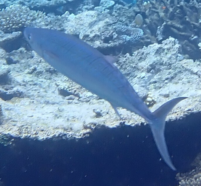 Double-lined mackerel (Grammatorcynus bilineatus) — Scombridae