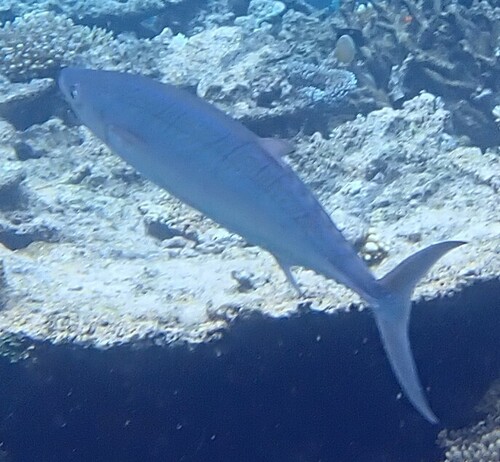 Double-lined mackerel (Grammatorcynus bilineatus) — Scombridae
