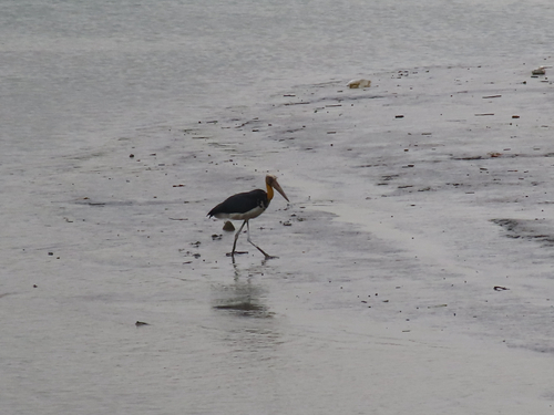 Lesser Adjutant (Leptoptilos javanicus), photo 5