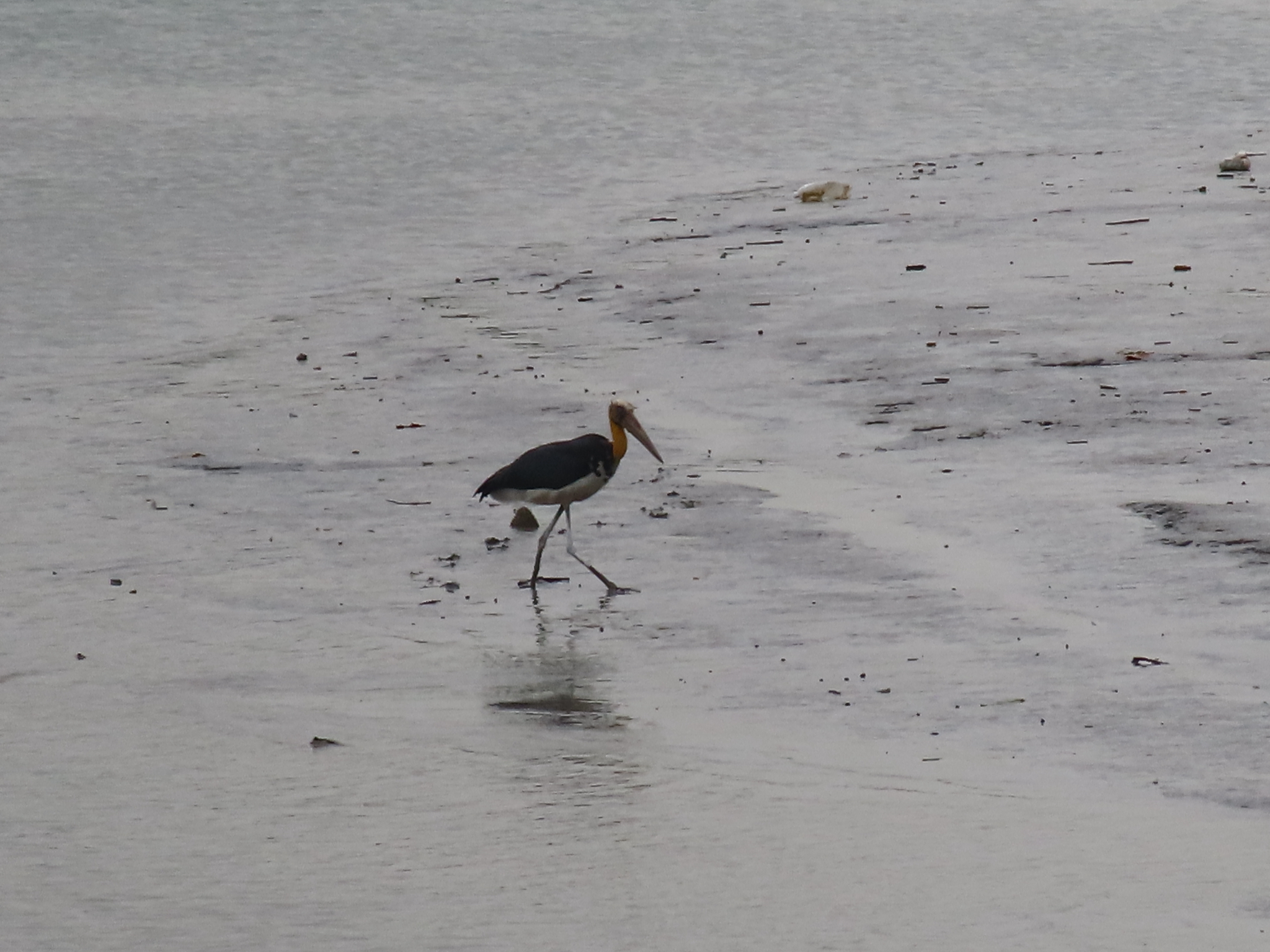 Lesser Adjutant (Leptoptilos javanicus), photo 9
