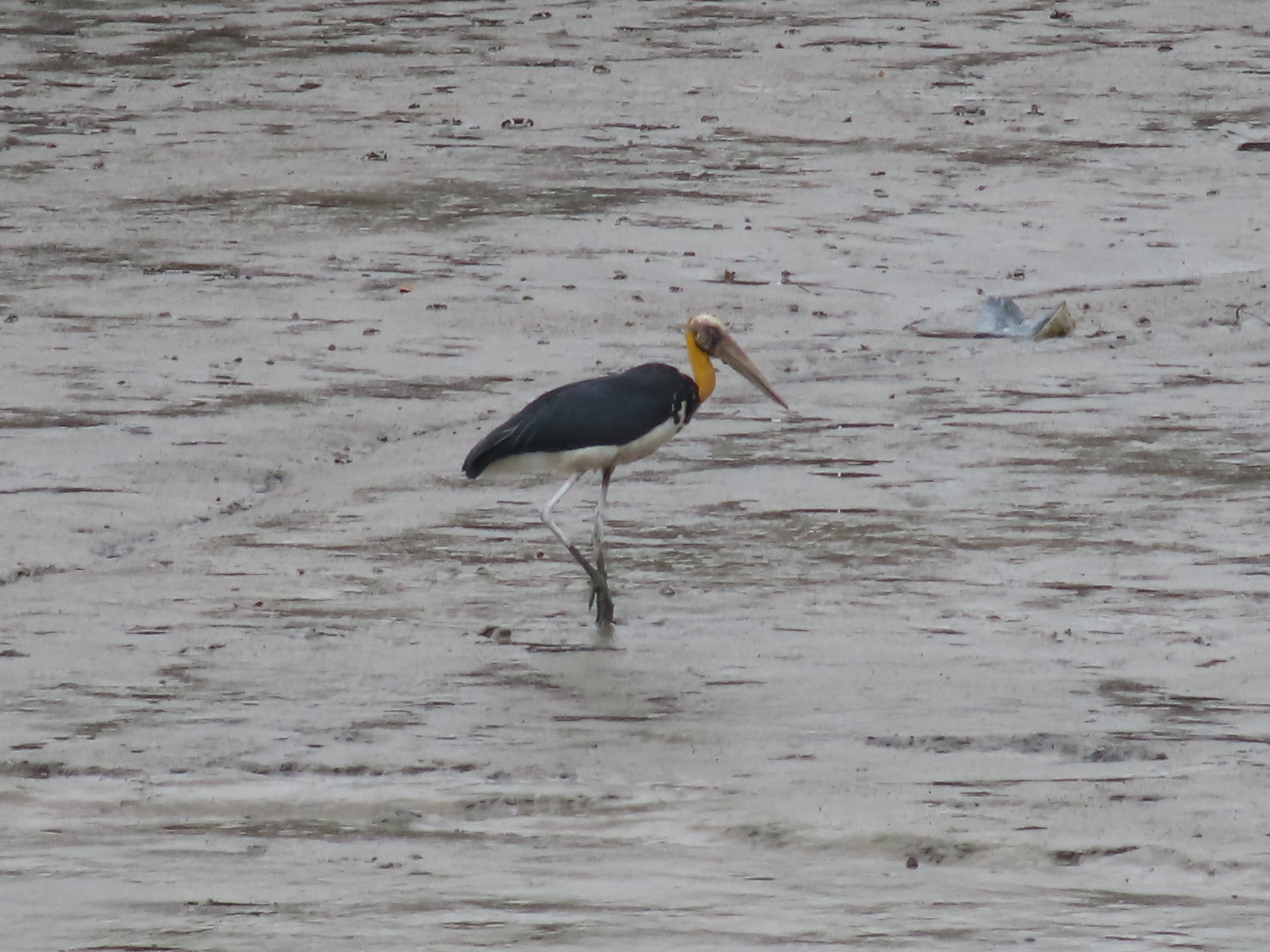 Lesser Adjutant (Leptoptilos javanicus), photo 10