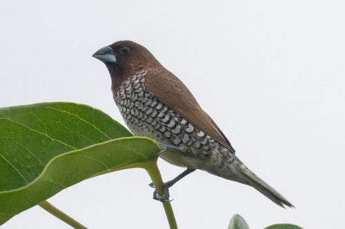 Lonchura punctulata
