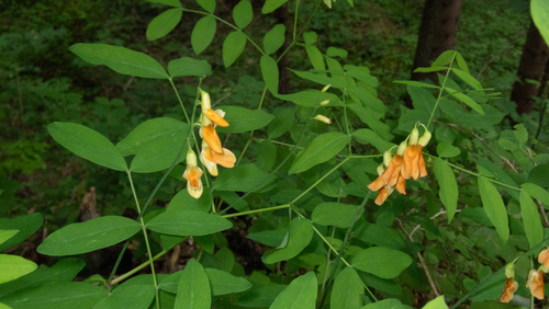 ochre-colored vetchling (Lathyrus laevigatus)