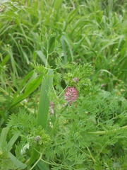 Fumaria densiflora