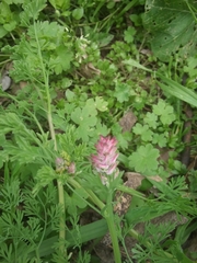 Fumaria densiflora