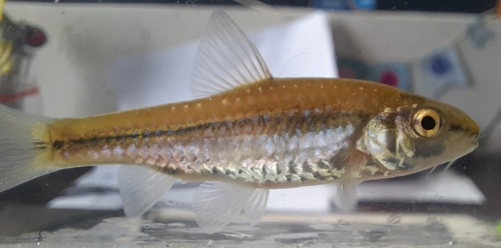 Broadstriped barb (Enteromius annectens) — Cyprinidae