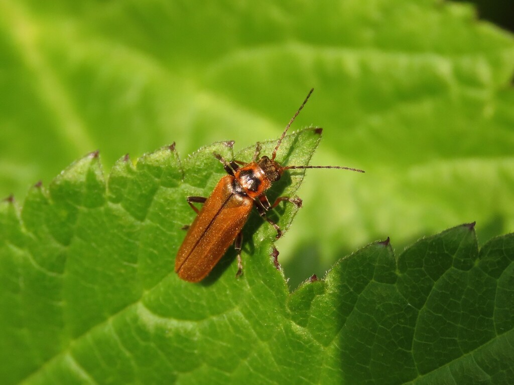 Prementus Insect Prothemus in April 2020 by t_natsume · iNaturalist