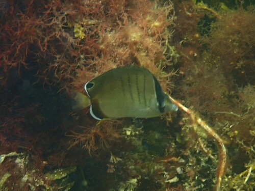 West Australian butterflyfish (Chaetodon assarius) — Chaetodontidae — 3